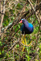 Purple Gallinule