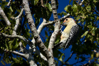 Red-Bellied Woodpecker
