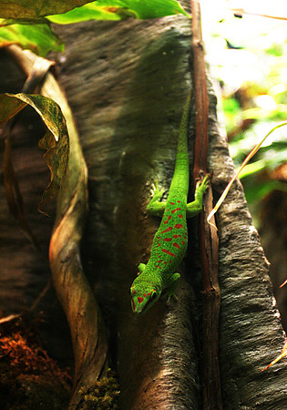 Madagascan Giant Day Gecko