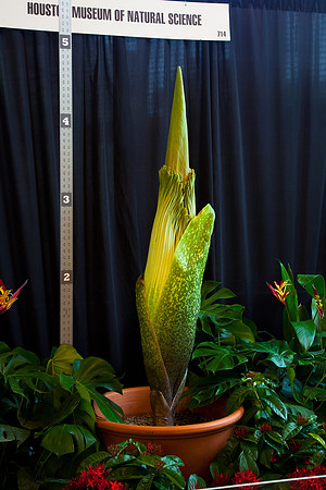 Lois the Corpse Flower