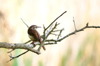 Carolina Wren