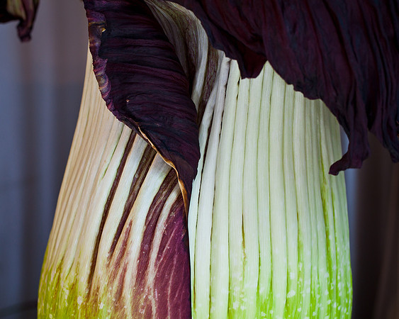 Lois the Corpse Flower