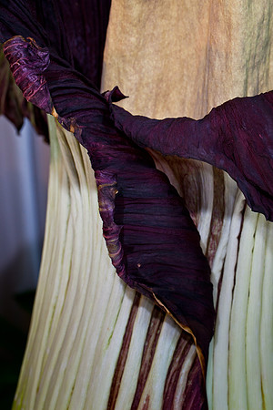 Lois the Corpse Flower