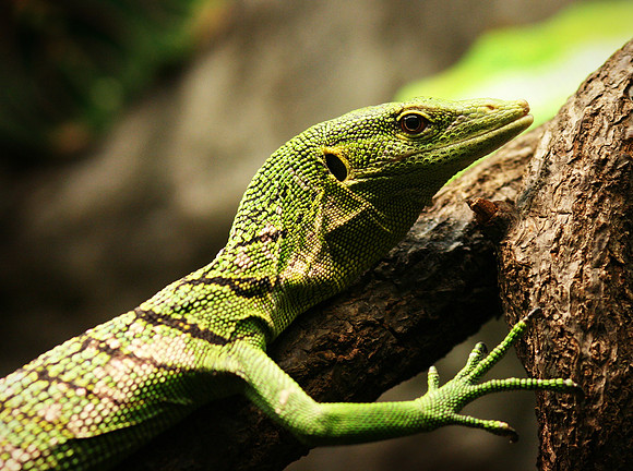 Emerald Tree Monitor