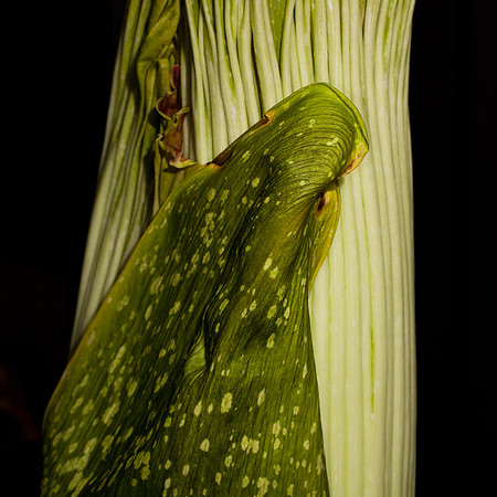 Lois the Corpse Flower
