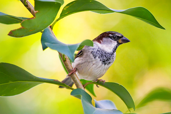 House Sparrow