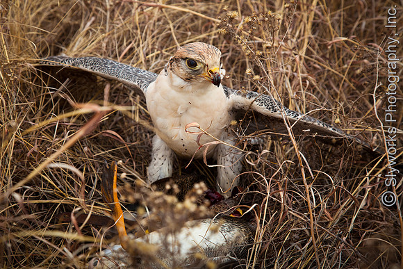 The Fellowship of the Falconers