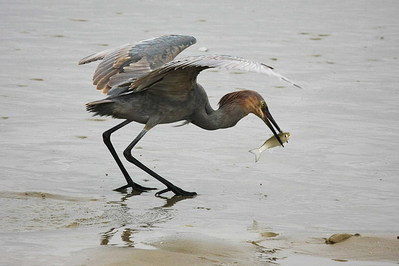 Reddish Egret