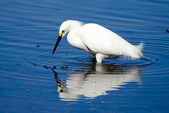 Snowy Egret