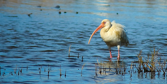White Ibis