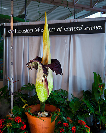 Lois the Corpse Flower