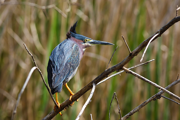 Green Heron
