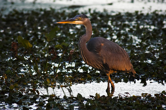 Great Blue Heron at dusk