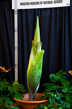 Lois the Corpse Flower