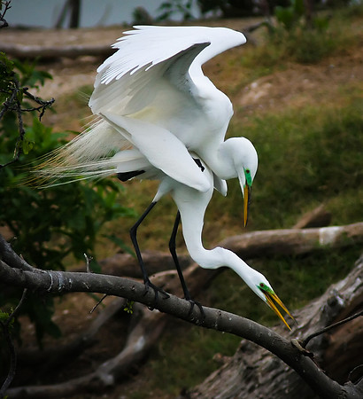 Great Egret