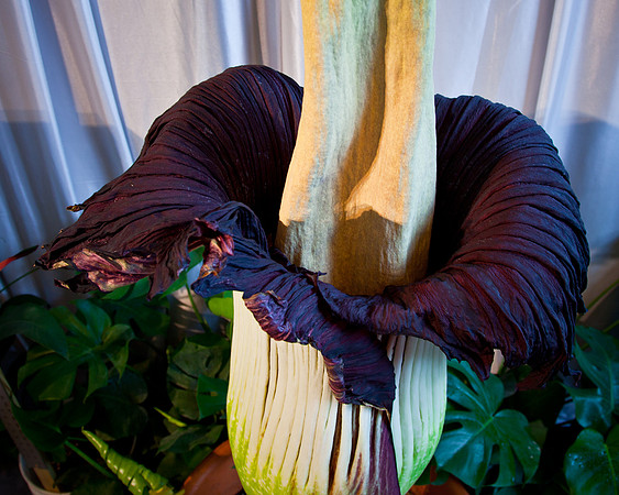 Lois the Corpse Flower