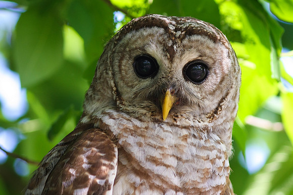 Barred Owl