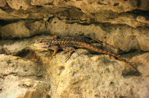 Tropical Girdled Lizard