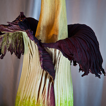 Lois the Corpse Flower