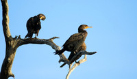 Cormorant