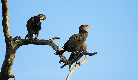 Cormorant