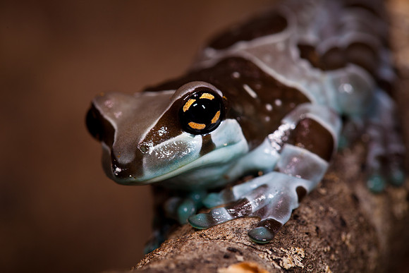 Milk Frog