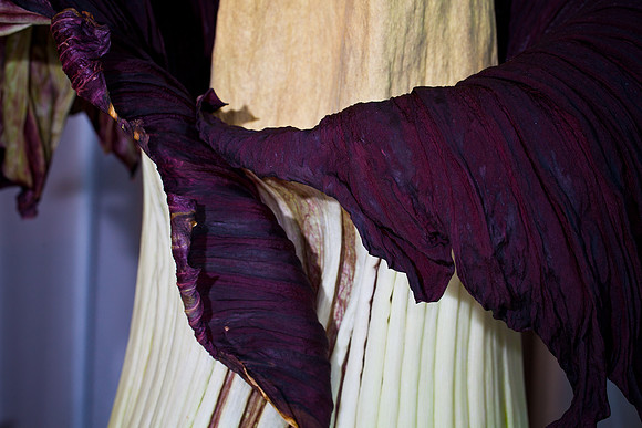 Lois the Corpse Flower