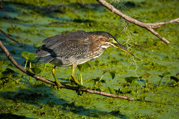 Green Heron