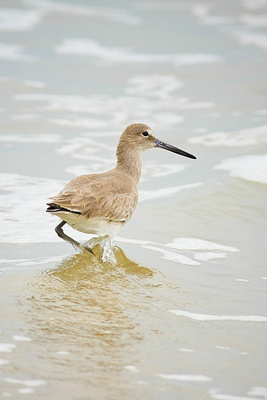 Stilt Sandpiper