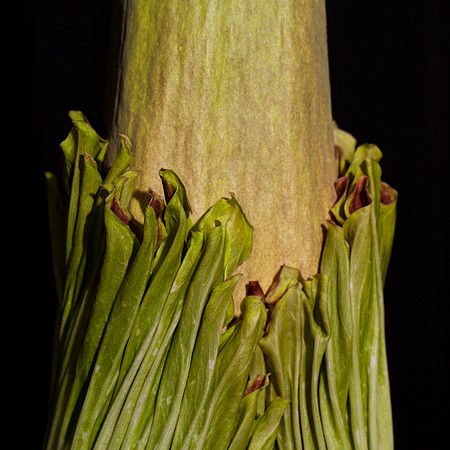 Lois the Corpse Flower