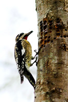 Yellow-Bellied Sapsucker