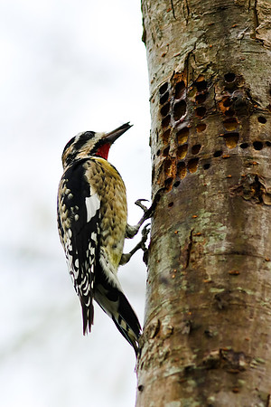 Yellow-Bellied Sapsucker