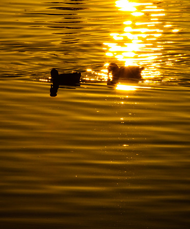 Ducks at sunset