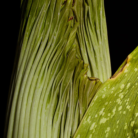 Lois the Corpse Flower