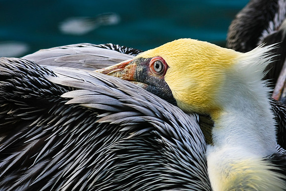 Brown Pelican