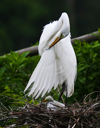 Great Egret