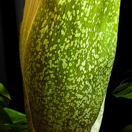 Lois the Corpse Flower