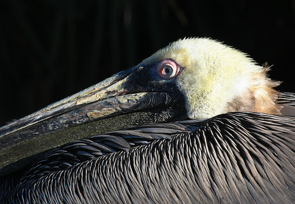 Brown Pelican