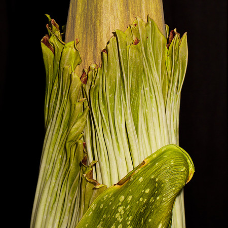 Lois the Corpse Flower
