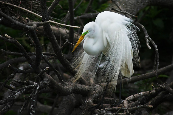 Great Egret