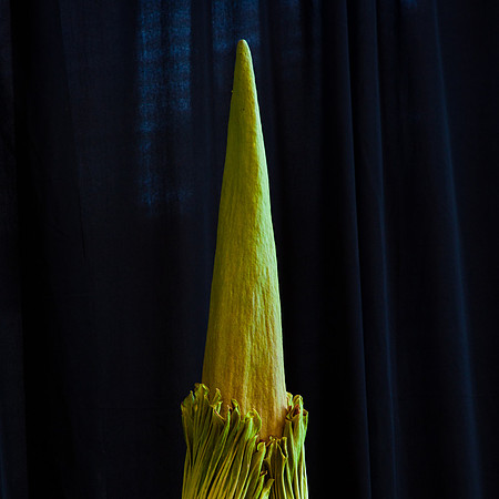 Lois the Corpse Flower