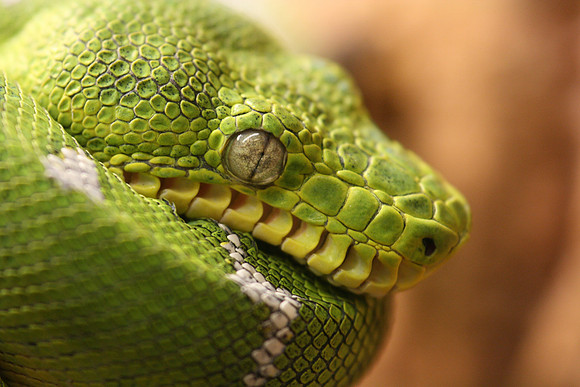 Emerald Tree Boa