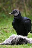Black Vulture