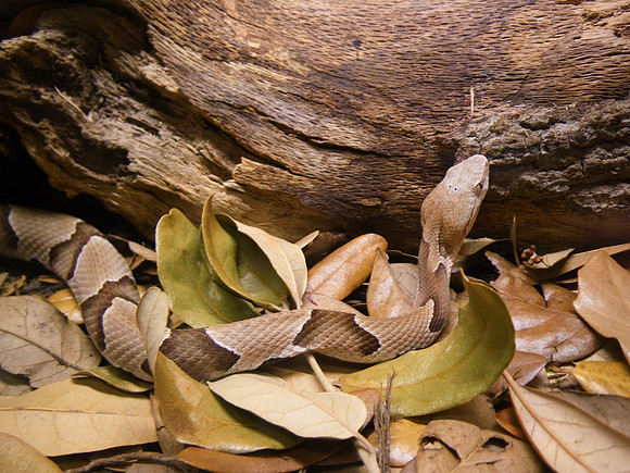 Copperhead