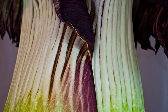 Lois the Corpse Flower