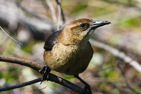 Brown-Headed Cowbird
