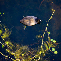 American Coot