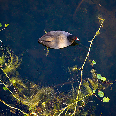 American Coot