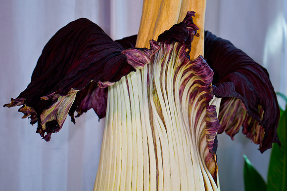 Lois the Corpse Flower
