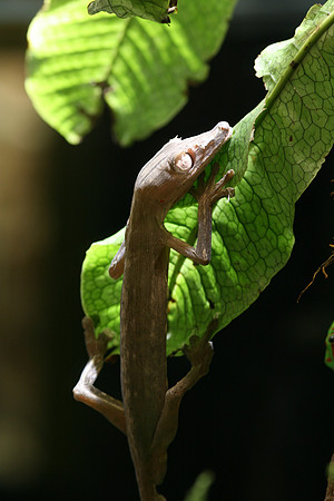 Lined Leaf-Tailed Gecko